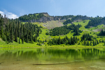 Lush Nature and Forests at Mount Rainier, Pacific Northwest