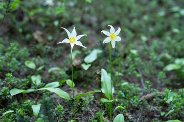 Mountain Wildflowers and Flora at Mount Shasta and Mount Baker, Pacific Northwest