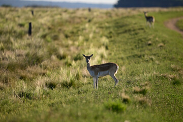 Female Blackbuck Antelope in Pampas plain environment, La Pampa province, Argentina