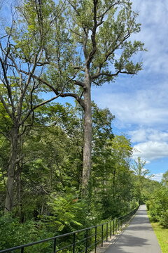 Easy to walk on pathway in Bronx river Parkway Reservation, New York