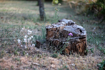 Tree stump in nature surrounded by forest flowers. Captured with a vintage Helios 44-2 58mm f/2...