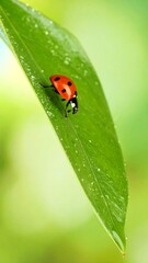 Ladybug on a vibrant green leaf