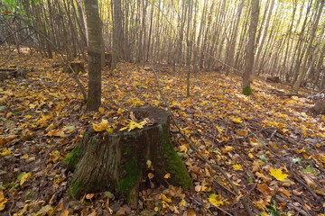 Autumn forest scene featuring a wooden tree and soft sunlight in the background