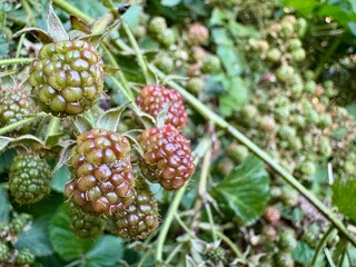 Lush green blackberry bush full of ripe berries ready for harvest