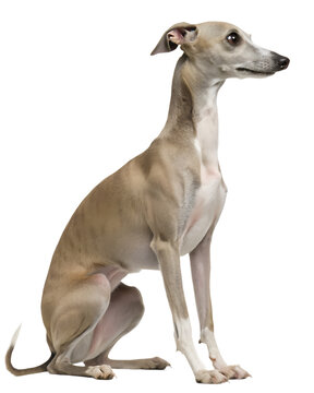 Italian Greyhound dog (Levrette) on transparent background