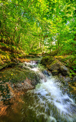 Tarn River in the commune of Lamontélarié in the South of France.
Undergrowth and green moss on...