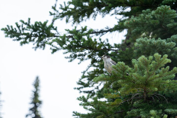 Bird Perched in a Tree at Mount Rainier, Pacific Northwest
