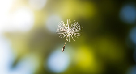 dandelion seed head