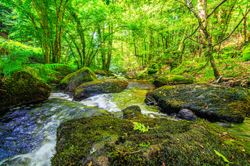 Tarn River in the commune of Lamontélarié in the South of France.
Undergrowth and green moss on...