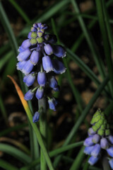 Garden grape-hyacinth flower macro photo	