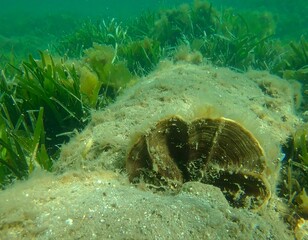 Underwater seascape with clam shell