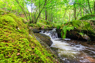 Obraz premium Tarn River in the commune of Lamontélarié in the South of France. Undergrowth and green moss on rock with small waterfalls in the forest in summer. 