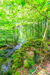 Obraz premium Tarn River in the commune of Lamontélarié in the South of France. Undergrowth and green moss on rock with small waterfalls in the forest in summer. 