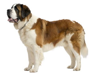St. Bernard dog on transparent background