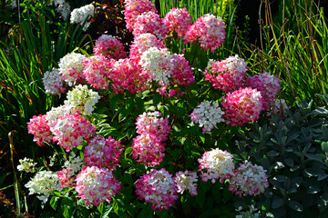 kwitnąca hortensja bukietowa, różowo białe kwiaty, hydrangea paniculata, Pink and white Panicle Hydrangea © kateej