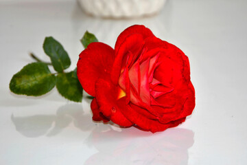 czerwona róża na stole, czerwona róża odbijająca sie w szkalnym blacie stołu, Red rose on white table © kateej