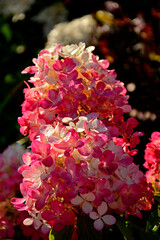 kwitnąca hortensja bukietowa, różowo białe kwiaty, hydrangea paniculata, Pink and white Panicle Hydrangea © kateej