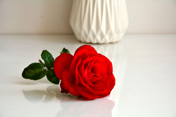 czerwona róża na stole, czerwona róża odbijająca sie w szkalnym blacie stołu, Red rose on white table © kateej