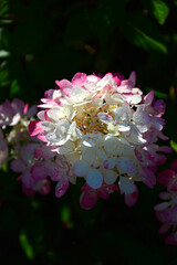 kwitnąca hortensja bukietowa, różowo białe kwiaty, hydrangea paniculata, Pink and white Panicle Hydrangea © kateej