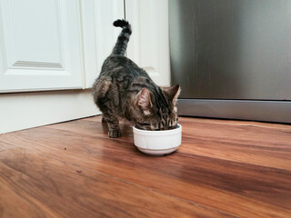 Cute tabby cat eating food from white bowl standing on a wooden floor.