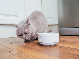 Cute chubby British short hair cat eating from white bowl. Pet feeding time in a kitchen.