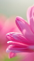 Fototapeta premium Close up of delicate pink flower petals