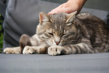 Relaxed cat relaxing on sun lounger. Pet has grey fur and enjoys fine moment.
