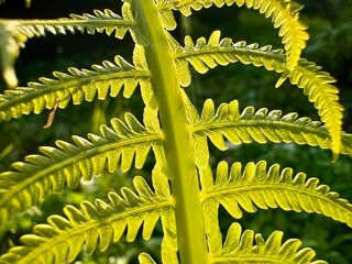 Detailed macro view of a young small fern showing delicate leaves and texture