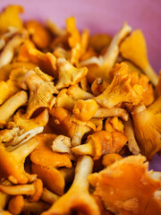 Close up of organic chanterelle mushrooms. Popular food product in Slavic and Baltic states countries. Natural organic food.