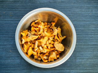 Wild chanterelle mushrooms in stainless steel bowl on a table with dark surface. Popular food product in Slavic and Baltic states countries. Natural organic food.