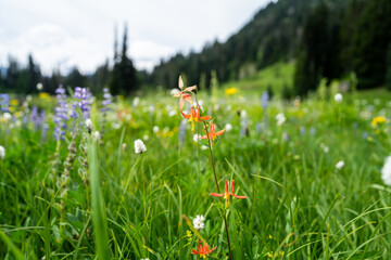 Fototapety na wymiar - Fototapeta24.pl