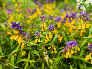 Field with wild purple flowers with yellow petals. The flower is surrounded by green leaves and stems. Concept of beauty and tranquility. Color and shape of nature theme.