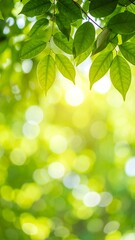 Obraz premium Lush green leaves backlit by sunlight (4)