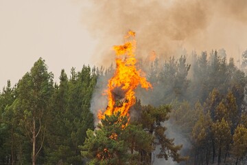 Intense flames engulfing trees during a wildfire in leon, spain, create a thick smoky haze,...