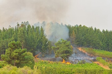 Raging wildfire consuming forest trees in El Bierzo, leon, spain, generating thick smoke and...