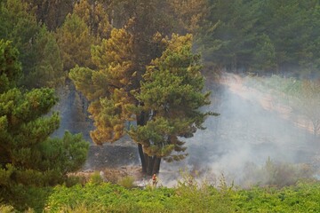 Fototapeta premium Firefighter battling intense wildfire near burning trees in leon, spain, generating massive smoke, ecological destruction and environmental damage
