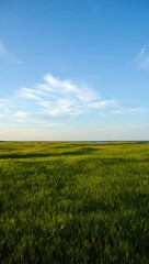Vast Green Meadow Under a Clear Blue Sky