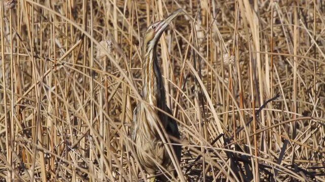 Closeup view of an American Bittern camouflaged in marsh grasses, with ambient sound, part 2 of 3