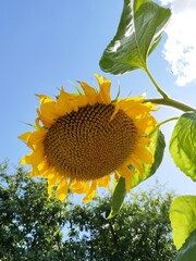 flower, nature, garden, bloom, flowers, blossom, flora, summer, sunflower