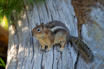 Close-up of American Chipmunk on Mount Rainier, Pacific Northwest Wildlife