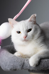 A white Russian cat with one crooked ear