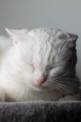 A white Russian cat with one crooked ear