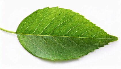 Obraz premium green leaves isolated on white background