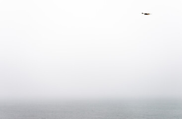 Red-tailed hawk soaring in front of the pacific ocean