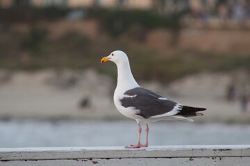 Fototapeta premium Seagull standing looking at view in san diego california