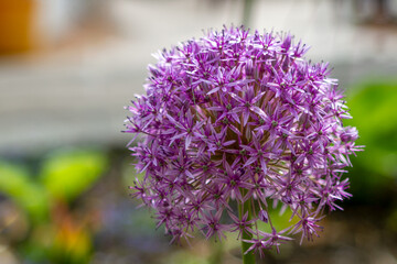 Close up of purple allium flower in bloom
