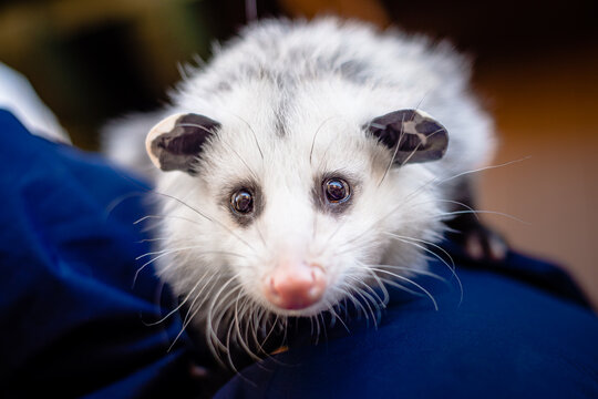 Close-up portrait of a Virginia opossum in licensed human care