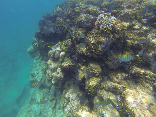 ARRECIFES SUBMARINOS SNORNELING DIVERSIDAD DE PECES
