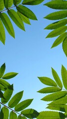 Green leaves frame a clear sky