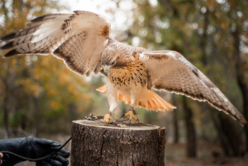 Unreleasable Red-Tailed Hawk landing on a stump